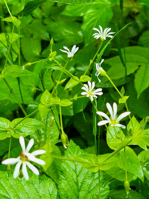 flora & fauna in Silz, Tirol